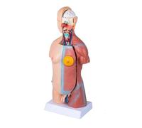 Modelo de anatomía del torso humano con 23 piezas extraíbles, modelo médico portátil 47 cm columna vertebral desmontable