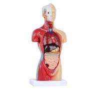 Modelo de anatomía del torso humano con corazón, cabeza, cráneo y esqueleto cerebral for exhibiciones educación médica preescolar escolar