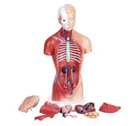 Modelo de anatomía del torso humano con corazón, cerebro y órganos internos for fines didácticos, altura 28 cm