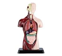 Modelo De Anatomía Del Torso Humano, Con Diseño Desmontable Y Realista, 24,5x12,5x7,5cm, Modelo Científico Del Cuerpo Humano, Kit De Ciencia Corporal, Educativos, Para Niños, Niñas, Mayores De 6 Años