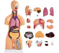 Modelo De Anatomía Del Torso Humano De Doble Sexo, 21 Piezas Modelo De Anatomía Extraíble, Con Modelo De Capas Musculares Viscerales Del Cerebro Del Cráneo De La Cabeza Del Corazón, Para Educación Méd