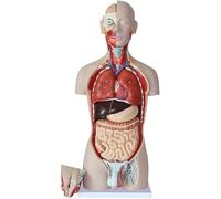 Modelo de anatomía del torso humano de tamaño natural, medio cuerpo con órganos internos extraíbles y capas musculares de espalda abiertas, órganos humanos de doble sexo, modelo anatómico