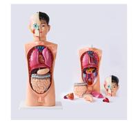 Modelo de anatomía del torso humano masculino con órganos internos esqueleto for estudiantes medicina cerebro y corazón desmontables, adecuado for aula