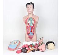 Modelo De Anatomía del Torso Humano - Modelo De Torso Masculino De 45 Cm Modelo De Digestivo con Cubierta para El Pecho - para Modelo De Enseñanza De Exhibición De Estudio