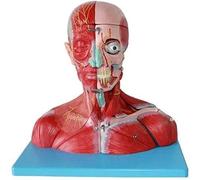 Modelo de anatomía del torso humano, tamaño real, 19 piezas desmontables, modelo detallado vascular, nervioso y cerebral para educación médica y entrenamiento