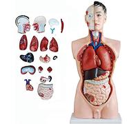 Modelo de anatomía del torso masculino de 85 cm, órganos internos para aprender esqueleto de tamaño real, se puede diseccionar en 19 partes para estudiantes de medicina, estudiar educación