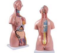 Modelo De Anatomía del Torso Médico 85 Cm Modelo De Cuerpo Humano Anatomía Torso Tamaño Real MuñecaTorso Médico 23 Parte
