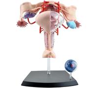 Modelo de anatomía del útero, modelo anatómico del sistema reproductor femenino 4D, músculo del ovario del útero desmontable de 19 partes for la enseñanza de fisiología de visualización.