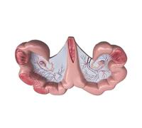 Modelo de anatomía del útero porcino,Que ilustra la Estructura anatómica del útero porcino y Algunas de Sus características anatómicas distintivas,for la investigación de la enseñanza de la biología