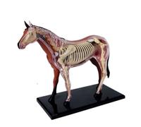 Modelo de anatomía equina con visión 4D, modelo de anatomía de órganos equinos desmontable de 26 piezas, modelo de esqueleto for inteligencia equina, material didáctico for simulación de órganos equin