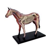 Modelo de anatomía equina, esqueleto y órganos desmontables 26 piezas con diseño semitransparente, modelo for enseñanza veterinaria