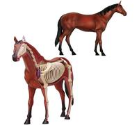 Modelo de anatomía equina, modelo didáctico de anatomía biológica de órganos equinos, modelo animal 4D visual con órganos desmontables y educación parcial, for clínicas veterinarias
