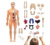 Modelo de Anatomía Esquelética 3D Modelos Anatómicos Realistas