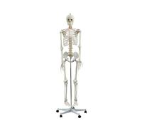 Modelo de anatomía esquelética humana de tamaño natural, 180 cm, con cráneo, brazos y piernas desmontables, 206 huesos for estudio y educación