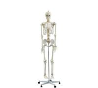 Modelo de anatomía esquelética humana de tamaño natural, 180 cm, con cráneo, brazos y piernas desmontables, 206 huesos