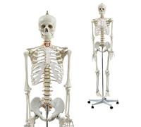 Modelo de anatomía esquelética humana de tamaño real con cráneo, brazos y piernas desmontables, 206 huesos para estudio médico y exhibición
