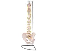 Modelo de anatomía esqueleto columna vertebral de tamaño real Espina vertebral Cuerpo humano Modelo de medicina Modelo esquelético con hernia de disco Modelos de enseñanza MedMod