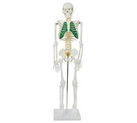 Modelo de anatomía Esqueleto Humano con nervios espinales Disminuido 87 cm con Soporte medmod