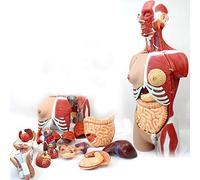 Modelo de anatomía Esqueleto, Modelo de Torso Humano de Doble Sexo, Modelo de Cuerpo Humano de tamaño Natural de 85 cm Tiene 29 órganos Humanos extraíbles, anatomía órganos internos anatómic
