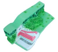 Modelo De Anatomía Estructura Hoja Realista Modelos Hojas Plantas Anatómicas Ayuda Para Aprendizaje Biología Para Demostración En Aula Modelo Estructura Planta PVC