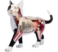 Modelo de anatomía felina 4D Vision, 28 órganos y partes del cuerpo extraíbles, formación veterinaria for animales, demostración didáctica, herramientas de disección de modelos felinas.