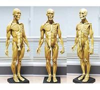 Modelo de anatomía Figura de anatomía Masculina Músculo esquelético Humano Pintura Escultura Referencia anatómica para Artistas