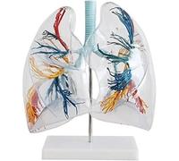 Modelo de anatomía for aulas, modelo de anatomía de educación científica del segmento pulmonar, modelo de órgano interno humano, modelo anatómico de segmento pulmonar transparente for estudio