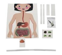 Modelo de anatomía gástrica - 15 cm gran artículo de aprendizaje humano, kit de ciencia DIY seguro, juguete educativo | Herramienta de enseñanza interactiva para niños, niñas, aulas, estudios de