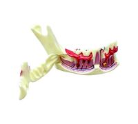 Modelo de anatomía gingival y mandíbula móvil Modelo de demostración de mandíbula codificado por colores para formación escolar Educación clínica Ejemplo de mandíbula