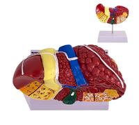 Modelo de anatomía hepática humana, modelo de anatomía hepática, modelo de anatomía hepática es perfecto para escuelas y hospitales, valiosas herramientas de comunicación médico-paciente, demostración