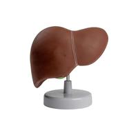 Modelo de anatomía hepática humana para estudio, modelo de hígado de tamaño real, muestra detalles de lóbulos, ligamentos y vesícula biliar