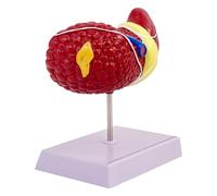 Modelo de anatomía hepática humana - patología hepática educativa -modelo de visualización con textura detallada | Herramienta de enseñanza para estudiantes, modelo de estudios escolares, demostración