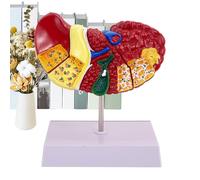 Modelo de anatomía hepática - Modelo de patología hepática de parcela clara para estudiantes de medicina y | para investigación científica y hospitales, ideal para la enseñanza y