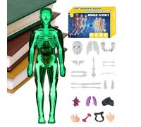 Modelo de anatomía humana 3D - 15 piezas de estructura esquelética humana realista y modelo de órgano humano, juguete educativo para montar | Kit claro para estructura anatómica del cuerpo con Anle