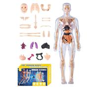 Modelo De Anatomía Humana 3D | Juguete de Modelo de Esqueleto Humano - Juguetes Educativos De Montaje Anatómico para Estudiantes Profesores Aulas Homeschooling Niños Niñas