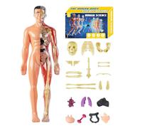 Modelo De Anatomía Humana 3D - Kit De Montaje De Estructura Corporal Transparente, Juguete Científico De Órganos Desmontables, Ayuda Educativa En Clase De Biología, Puzzle De Maniquí Médico | Para