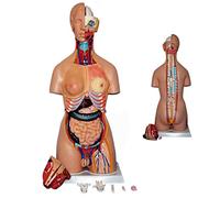 Modelo de anatomía Humana 85CM Modelo de anatomía del Torso 32 Piezas Desmontable Biual Modelo de anatomía del Torso Hum