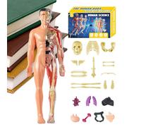 Modelo De Anatomía Humana: Aprenda La Estructura Del Cuerpo Prácticamente | Órganos Y Huesos 3D Modelo ABS | Para niños, estudiantes, profesores, clases de ciencias naturales en clase
