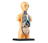 Modelo de anatomía humana con esqueleto y órganos, rompecabezas extraíble 10 piezas for niños, exhibición educativa