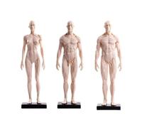 Modelo de anatomía humana de 30 cm - Figura blanca de esqueleto y músculo completo for artistas, estudiantes y enseñanza - Juego de 3 piezas masculinas y femeninas