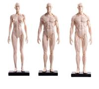 Modelo de anatomía humana de 30 cm, figura blanca de esqueleto y músculo completo for artistas, estudiantes y enseñanza, juego de 3 piezas