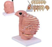 Modelo de anatomía humana de cabeza y cerebro, sección transversal de 12 partes con rebanadas desmontables y etiquetado, para herramienta educativa de oficina médica