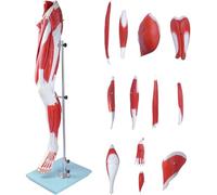 Modelo de anatomía Humana de tamaño Natural de 110 cm/43 Pulgadas Modelo de músculo de Pierna, 13 Partes Modelo de Pierna de tamaño Natural Detalles del Modelo de músculo Músculos, arterias