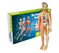 Modelo de anatomía humana - Estructura del cuerpo del tronco con partes desmontables, figura esquelética, kit educativo de ciencia | Herramienta de aprendizaje para niños para estudiantes de medicina