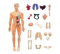 Modelo de anatomía humana - Figura 3D de 11 pulgadas | Modelo de estudio ABS - Herramienta científica pedagógica para estudiantes, profesores y artistas, montaje interactivo realista, ideal para