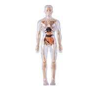 Modelo de Anatomía Humana | Figura Anatómica del Esqueleto Brillante en La Oscuridad - Modelo De Anatomía Humana para,para Experiencias de aprendizaje Científico Niños Niñas desde 8
