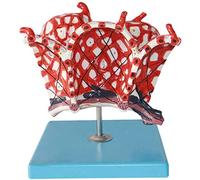 Modelo de anatomía humana, herramienta de entrenamiento educativo para el aprendizaje de ciencias, construcción de PVC, ideal para uso en el aula y el estudio