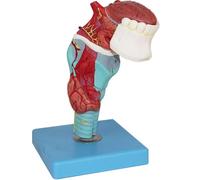 Modelo de anatomía humana: lengua, laringe, dientes, glándula tiroides, 5 partes para estudio educativo