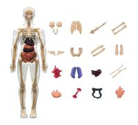 Modelo de Anatomía Humana | Modelo Anatómico 3D con Músculos para Niños - Juguetes Educativos para Aulas Escolares Biblioteca Hogar y Actividades Grupales Infantiles