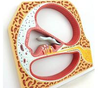 Modelo de anatomía humana para educación médica, modelo de órgano auditivo para demostración de oreja, nariz, garganta, modelo de enseñanza coclear en espiral